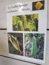 Charger l'image dans la galerie, affiche-eponge-luffa-loofa-bio-naturel